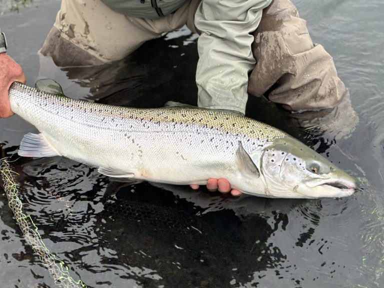 Read more about the article Veiðifréttir af svæðum Kolskeggs